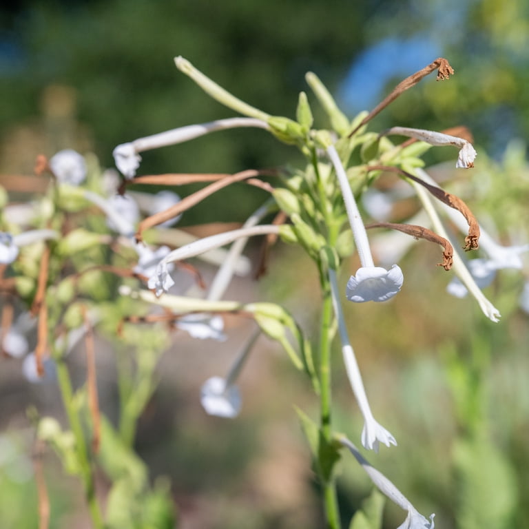Plant Good Seed Sylvestris Woodland Tobacco Seeds: White Perfume Flowers, Night  Blooming Perennial