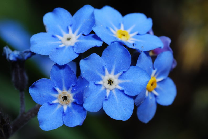 500+ Blue Forget Me Not Seeds for Planting | Exotic Garden Flowers