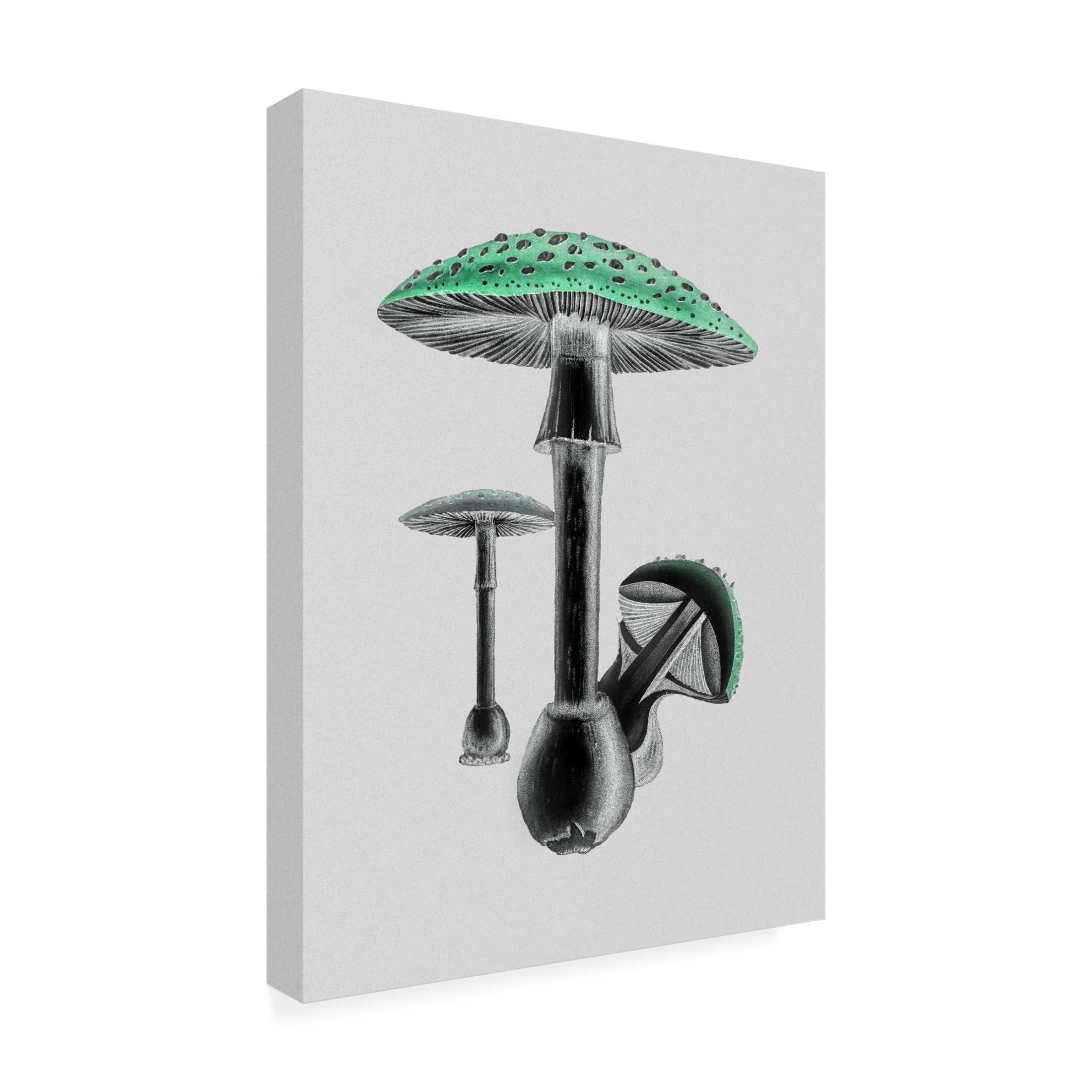 Trademark Fine Art Pictufy Amanita Muscaria White Background Green Canvas Wall Art