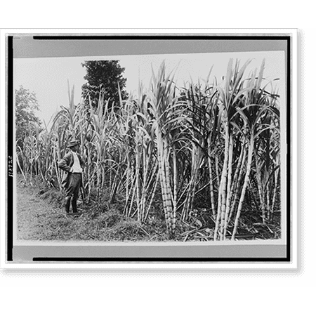 Historic Print, [Man standing by sugar cane in field, Luzon white variety, eight months old, Bulacan Province, Philippines], 16" x 20"
