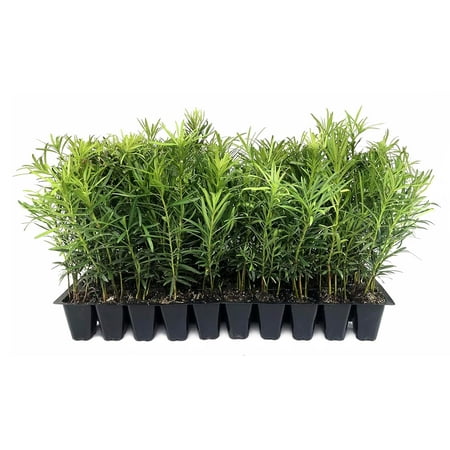 Podocarpus Macrophyllus Japanese Yew 60 Live Plants Podocarpus macrophyllus Privacy Hedge Shrub Evergreen Landscaping Plants for Gardens & Borders