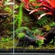 thumbnail image 4 of Tanque de tortuga, escondite de reptiles, plataforma de calentamiento para tortuga acuática, dragón barbudo, paisajismo del tanque, decoración de terrario, 4 of 5
