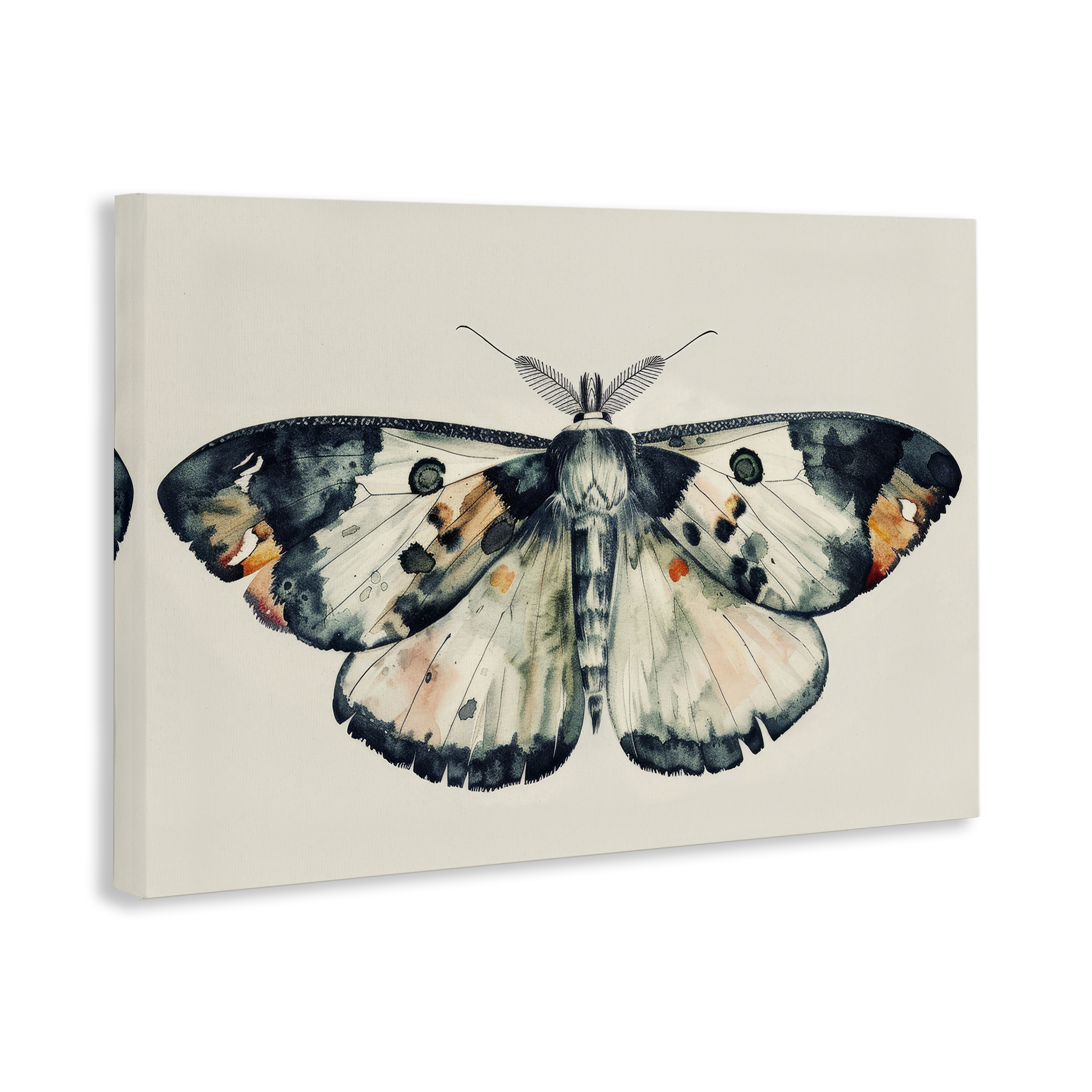 Stupell Industries Watercolor Black Trimmed Moth Animals Painting Wrapped Canvas Art Print Wall Art, 36 x 24