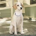 thumbnail image 4 of Pimaodog Collar De Perro Martingale Con Cadena De Acero Inox, 4 of 4