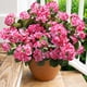 thumbnail image 1 of Flores artificiales de geranio HyeFlora, 6 paquetes, rosas, 1 of 9