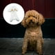 thumbnail image 3 of Disfraz de oveja Disfraz de perro gato mascota cómoda ropa de perro elegante cálido disfraz de peluche de invierno para Halloween de Navidad - L Magideal Disfraz de oveja, 3 of 7