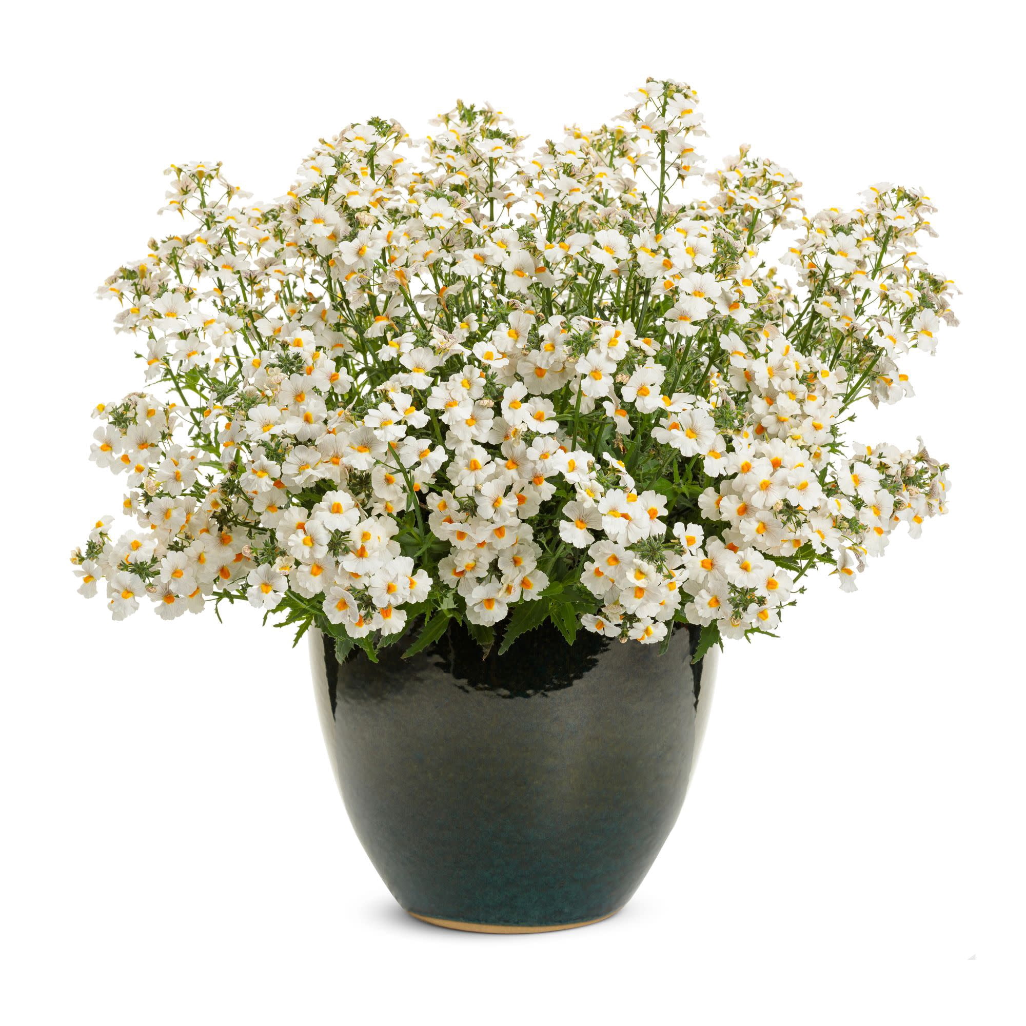 Proven Winners 4" White Sunsatia Coconut Nemesia Live Plant in 4.25" Pot (4 Count)