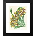 thumbnail image 2 of Jean Jules Linden 19x24 Black Modern Framed Museum Art Print Titled - Catasetum Rodigasianum (1885-1906), 2 of 5