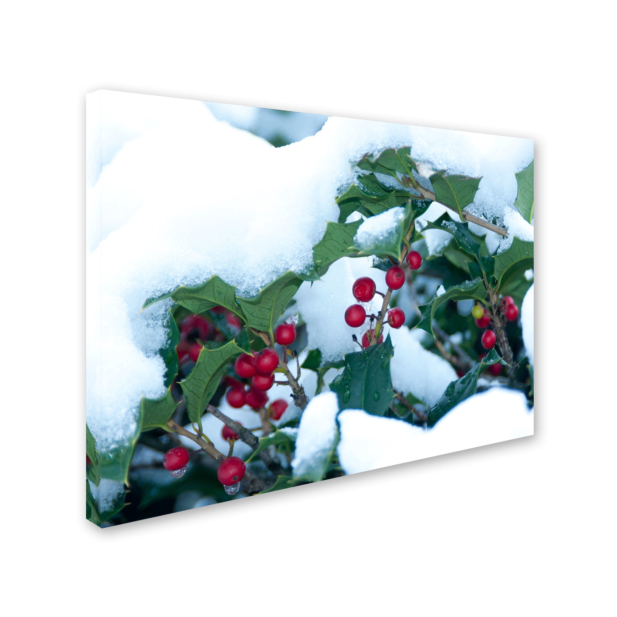 Trademark Fine Art "Holly in the Snow" Canvas Art by Kurt Shaffer