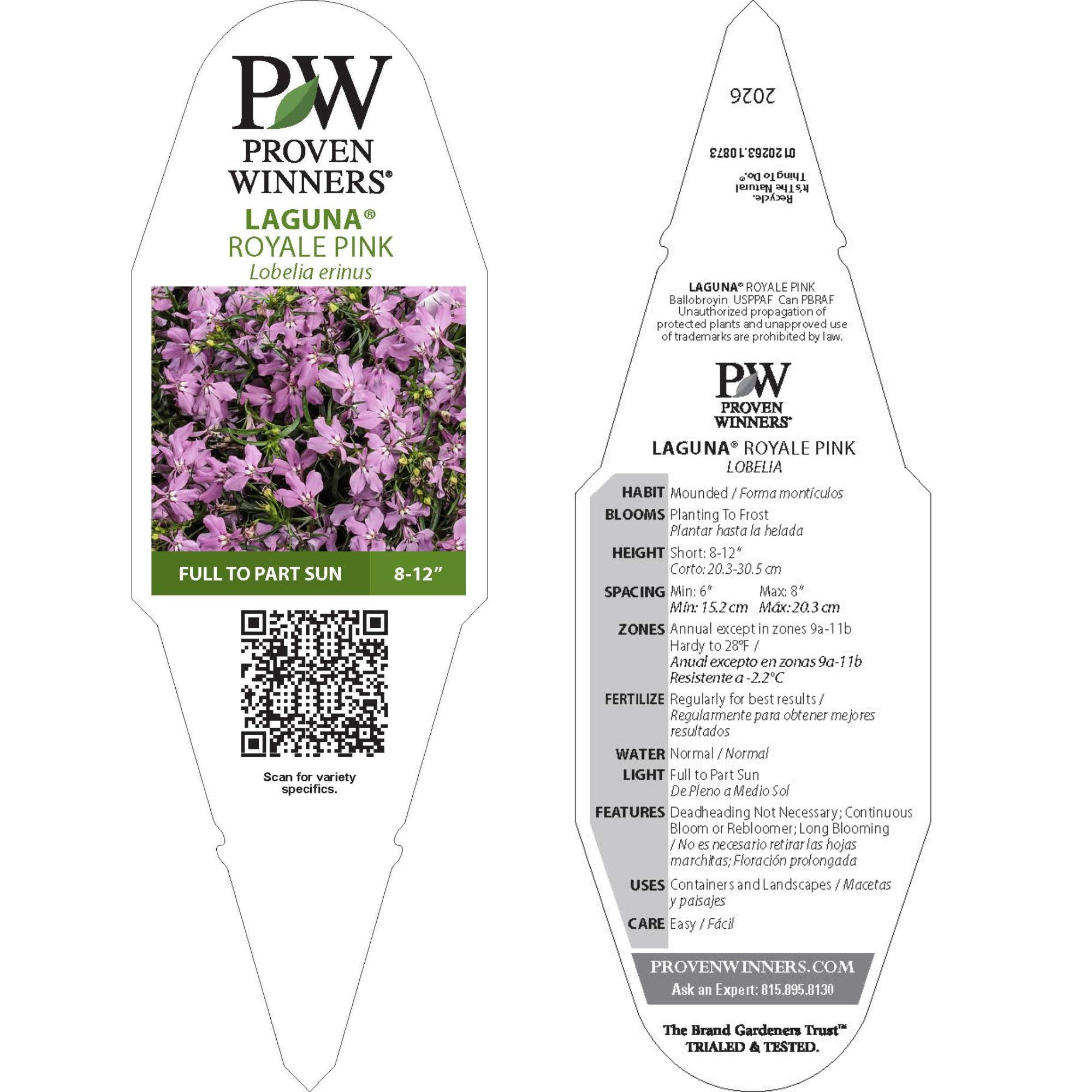 Proven Winners 4" Laguna Royale Pink Lobelia Live Plant in 4.25" Pot (4 Count)