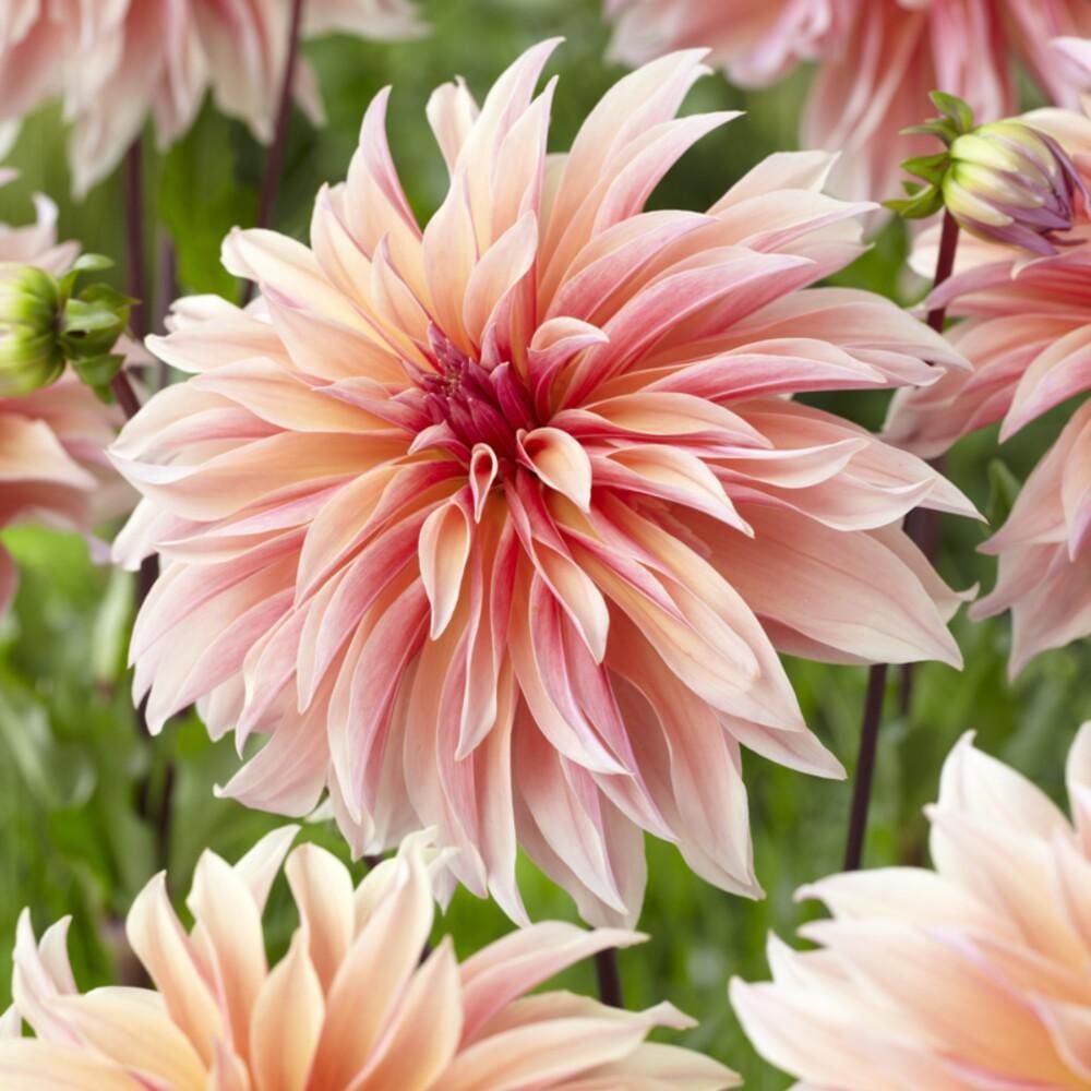 TASC Flower Bulbs Dahlia Decorative Labyrinth (2 Bulbs)