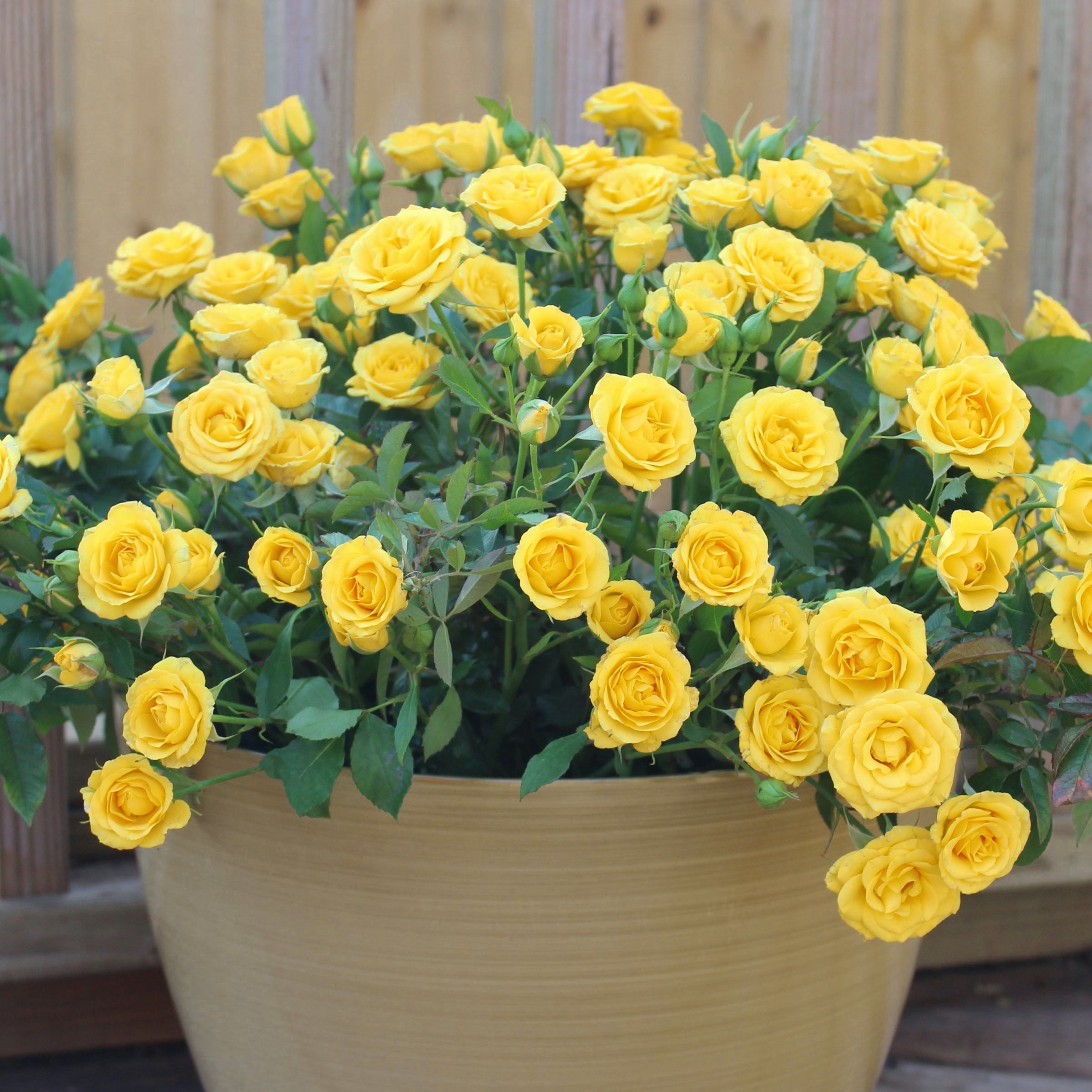 2 gal Live Rose Yellow Mini Flora with Yellow Flowers