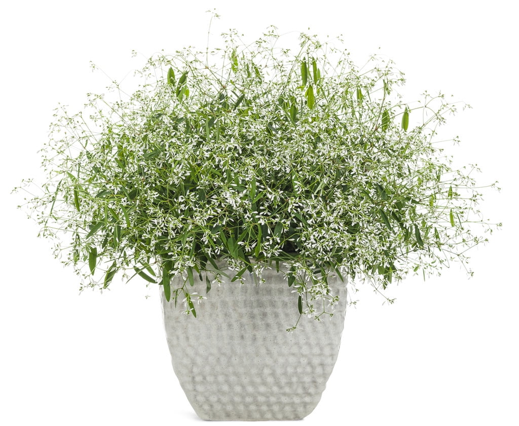 Proven Winners 1.56PT Euphorbia Diamond Frost Variety Live Plant