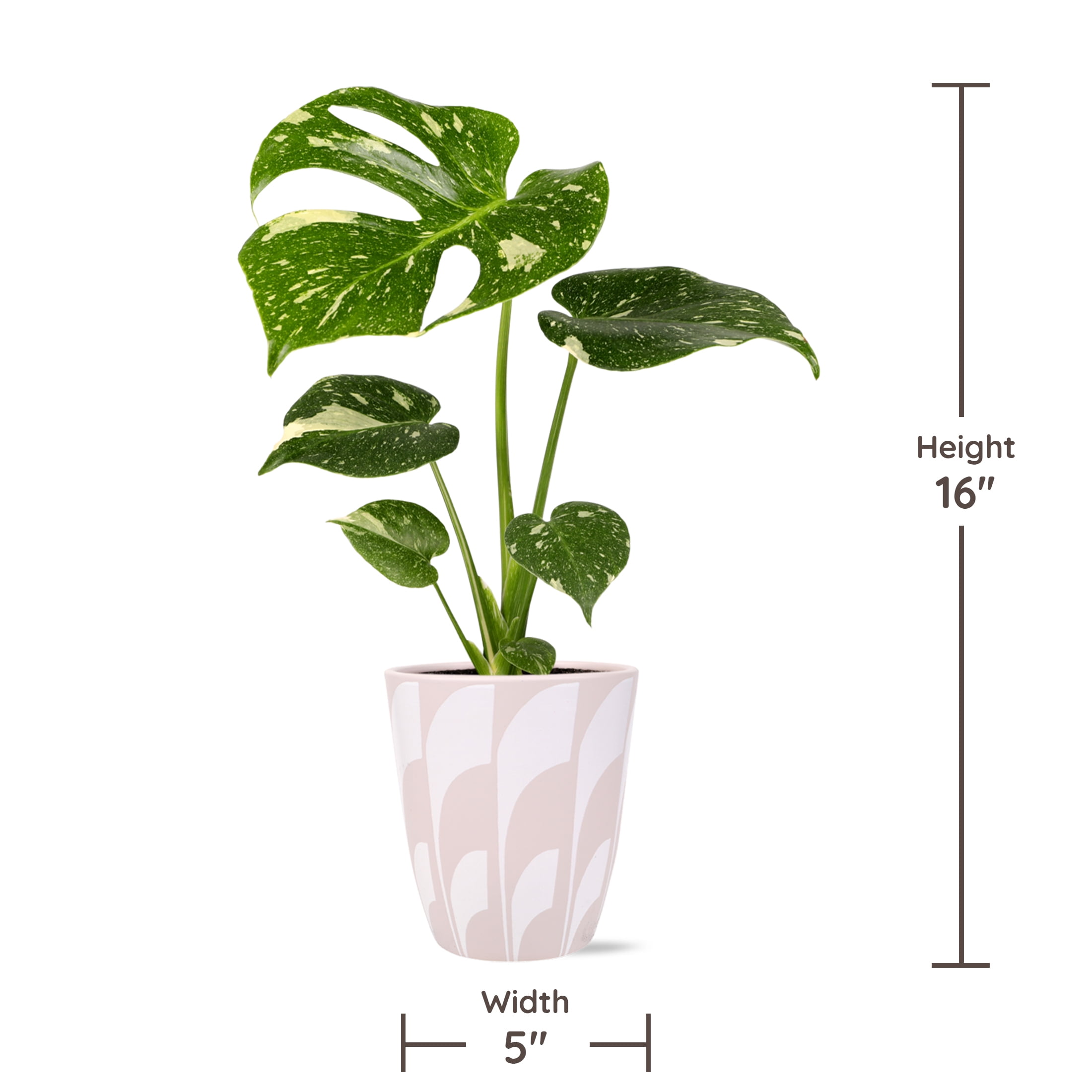 philodendron im wasser halten Philodendron Monstera Atom - Philodendron Monstera Atom