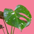 thumbnail image 4 of Costa Farms Live Monstera Deliciosa Thai Constellation in 10in Growers Pot, 4 of 6