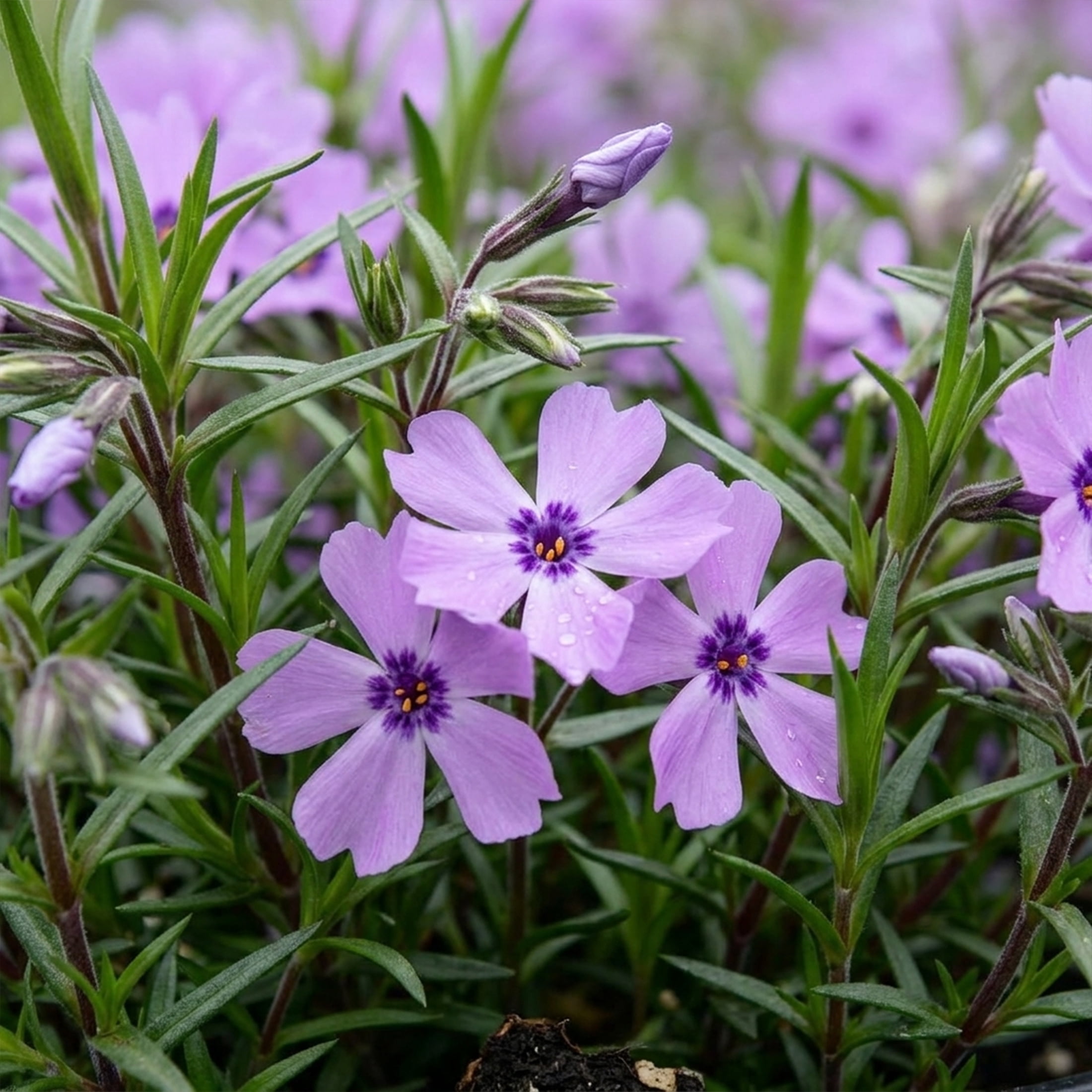 Expert Gardener Outdoor Live Plant Creeping Phlox Purple Beauty