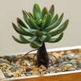thumbnail image 2 of Coofit Mini Artificial Succulent DIY - Faux Succulent Plant Plastic Greenery Decoration, 2 of 3