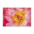 thumbnail image 2 of Gango Home Decor Pink Peony VI by Karyn Millet (Printed on Paper); One 36x24in Fine Art Paper Giclee Print, 2 of 4