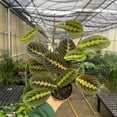 thumbnail image 3 of Live Red Prayer Plant - Pet Safe - 4" Decorative Pot Cover - Thorsen's Greenhouse, 3 of 10