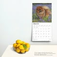 thumbnail image 5 of Pomeranians 2025 12 X 24 Inch Monthly Square Wall Calendar Plastic-Free (Wall), 5 of 9