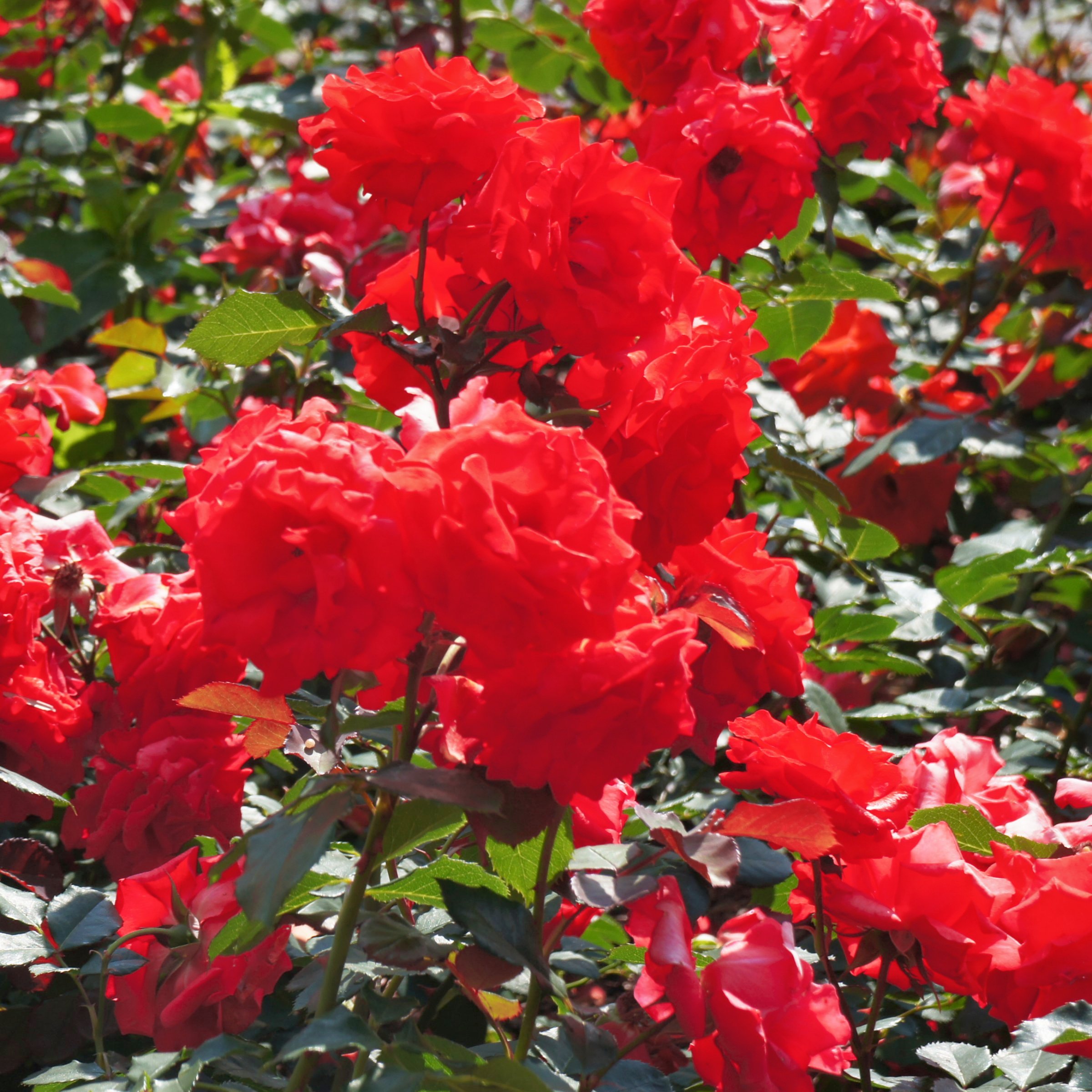 National Plant Network Bare Root Impatient Tree Rose
