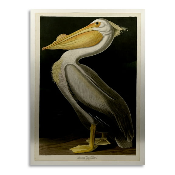 John James Audubon 'American White Pelican' Floating Brushed Aluminum Art