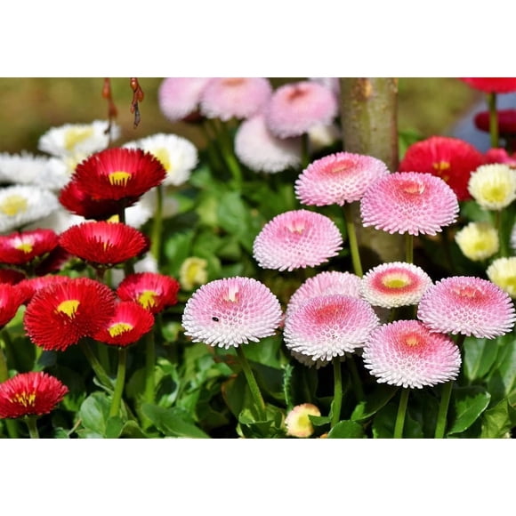 GSDWIUEW English Daisy Marguerite Mix Seeds – 560 Flower Seeds for Planting