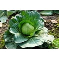 thumbnail image 3 of 500 Seeds FLAT DUTCH Late CABBAGE Brassica Oleracea Capitata Vegetable Seeds, 3 of 9