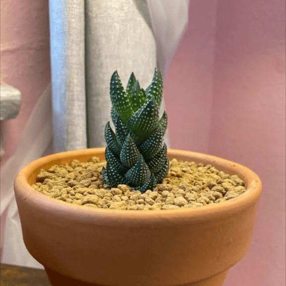 Haworthia Coarctata, Small Succulent, Rooted Plant in 2.5'' Pot