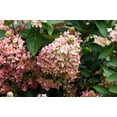 thumbnail image 3 of Flare™ Hydrangea, 3 of 3