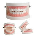 thumbnail image 1 of Modèle de Dentier Dentaire Standard Audlt Outil d'Enseignement Médical Modèle de Dents, 1 of 5