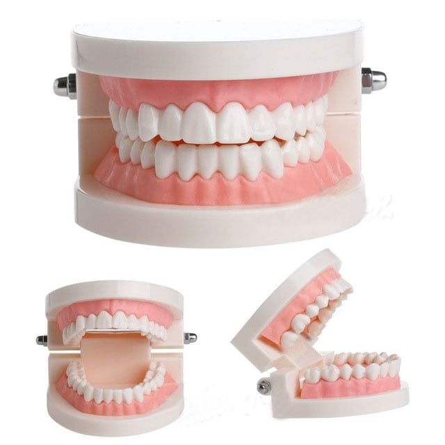 Modèle de Dentier Dentaire Standard Audlt Outil d'Enseignement Médical Modèle de Dents