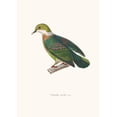 thumbnail image 2 of Coenraad Jacob Temminck 18x24 Black Ornate Framed Double Matted Museum Art Print Titled: Pearl Dove (1838), 2 of 5