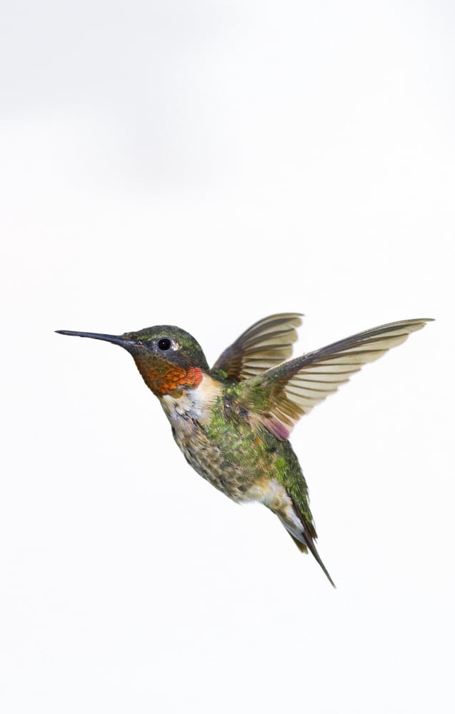 Ruby-Throated Hummingbird (Archilochus Colubris) Adult Males Have A Brilliant Red Throat And Black Chin Fairly Common In Gardens Nova Scotia Canada Canvas Art - Thomas Kitchin & Victoria Hurst Design
