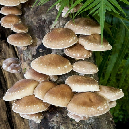 Mushroom Mojo Shiitake Mushroom Mycelium Plug Spawn - 100 Count Plugs - Grow Edible Gourmet & Medicinal Shitake Fungi On Trees & (Best Way To Grow Mushrooms)