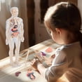 thumbnail image 2 of Teaching Tool 3D Human Torso Model DIY Mannequin Skeleton Anatomy Model, 2 of 8