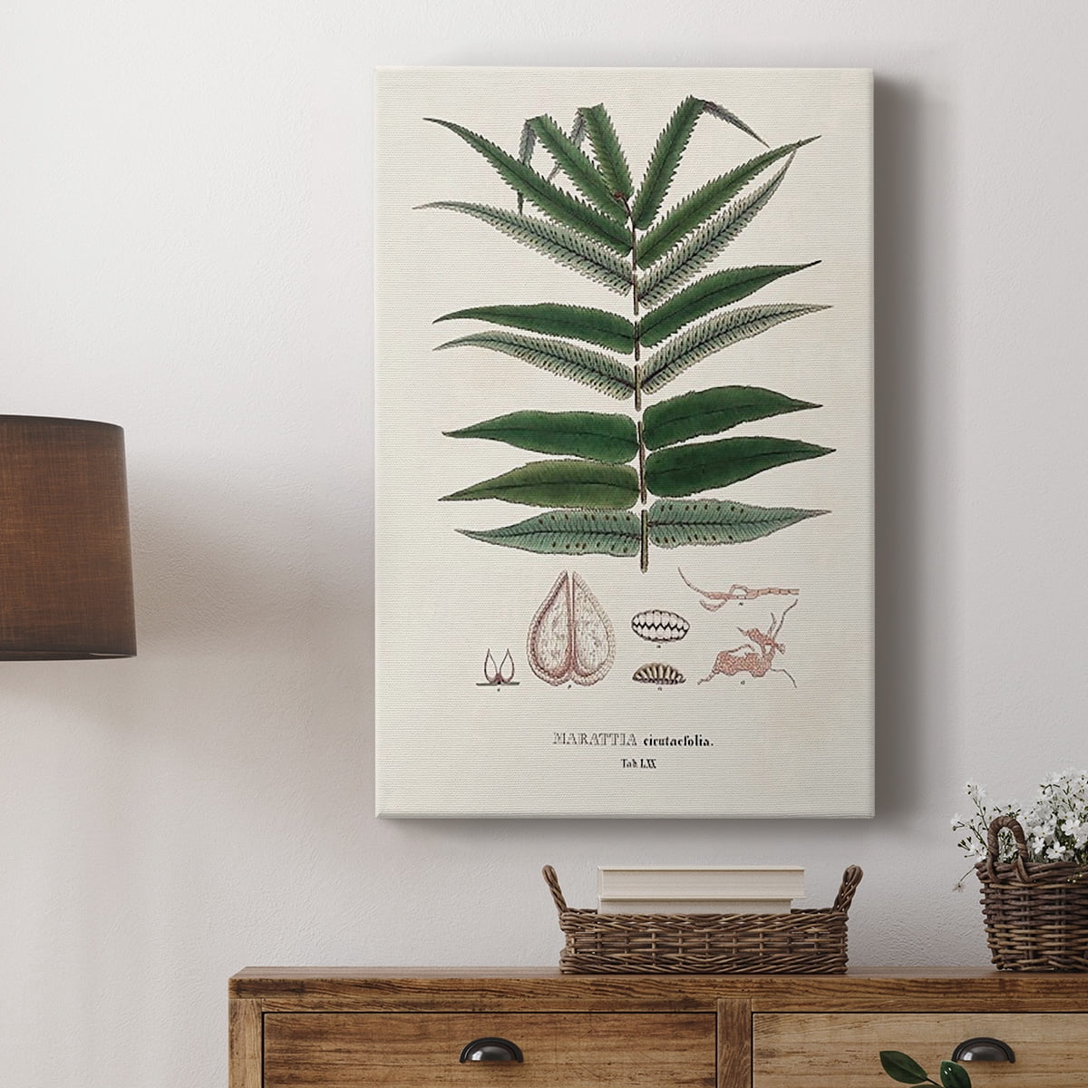 Botanical Society Ferns XII Premium Gallery Wrapped Canvas - Ready to Hang