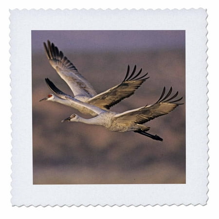 3dRose Sandhill Crane bird, Bosque del Apache New Mexico - US32 RNU0005 - Rolf Nussbaumer - Quilt Square, 6 by (Bosque Del Apache Best Time To Visit)