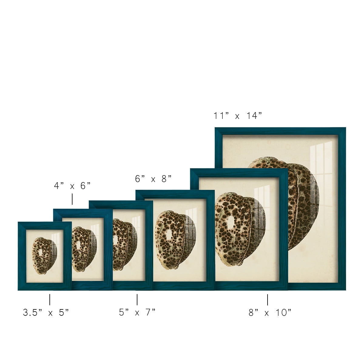 Sealife Collection III - Framed Print w/glass - Ocean Blue