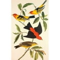 thumbnail image 3 of Audubon, John James 10x14 Black Modern Framed Museum Art Print Titled - Louisiana Tanager, Scarlet Tanager, 3 of 5