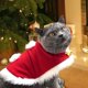 thumbnail image 3 of Disfraz de capa de Navidad NQ para mascotas con campanas S, 3 of 4