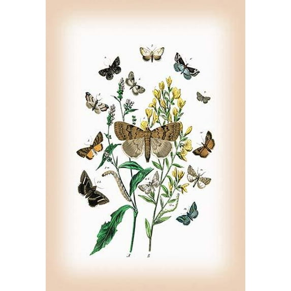 Moths: Pericyma Albidentaria, Spintherops Spectrum, et al.-Fine Art Canvas Print (20" x 30")