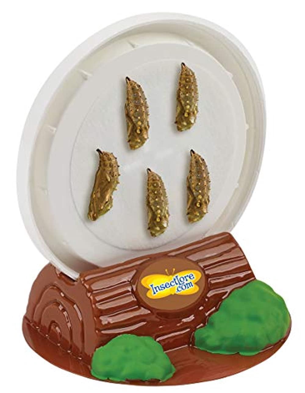 Insect Lore Cup of Caterpillars - 5 Live Painted Lady Caterpillars with Food - Refill for Butterfly Garden Kit - Stickers & Chrys-A-Lid Holding Log Included - STEM Learning Activity