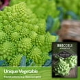 thumbnail image 6 of 5 Packs Romanesco Broccoli Seeds - Non-GMO Heirloom Full Sun Biennial Vegetable, 6 of 6