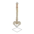 thumbnail image 3 of Modelo De Esqueleto óseo De Columna Humana Para Estudio De Aprendizaje Y Referencia, 3 of 9