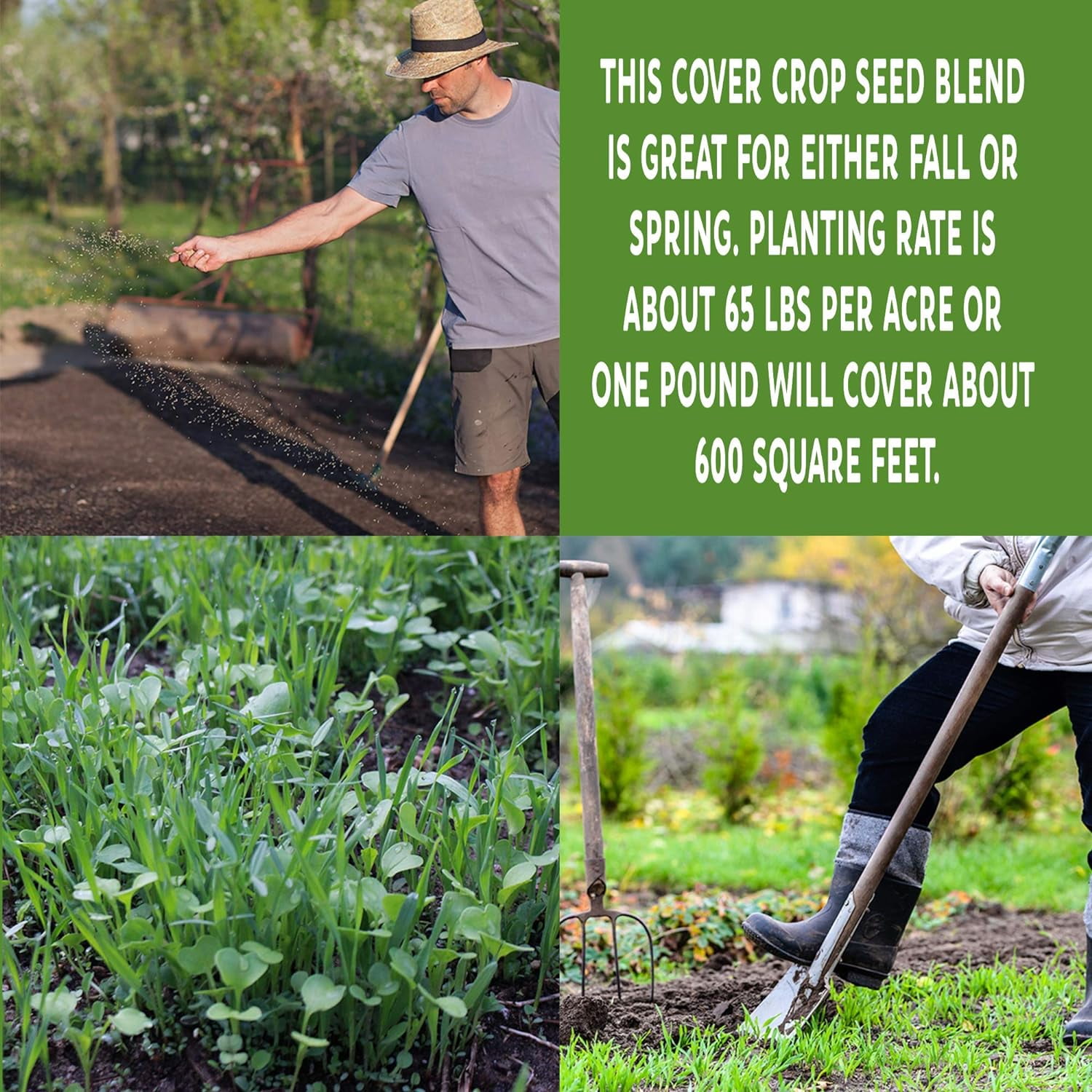 Garden Cover Crop Mix Seeds - 5 Lbs - Blend of All Purpose Gardening Cover Crop Seeds: Hairy Vetch, Daikon Radish, Forage Collards, Triticale, More