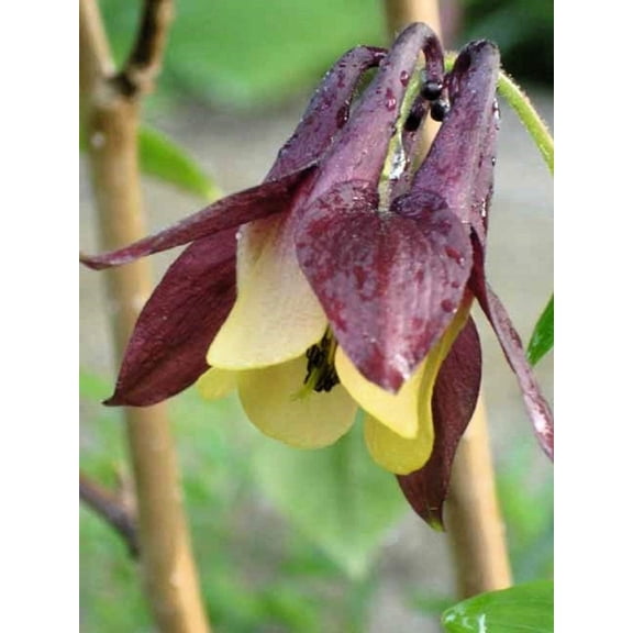 100 ORIENTAL COLUMBINE Plum & White Aquilegia Vulgaris Flower Seeds