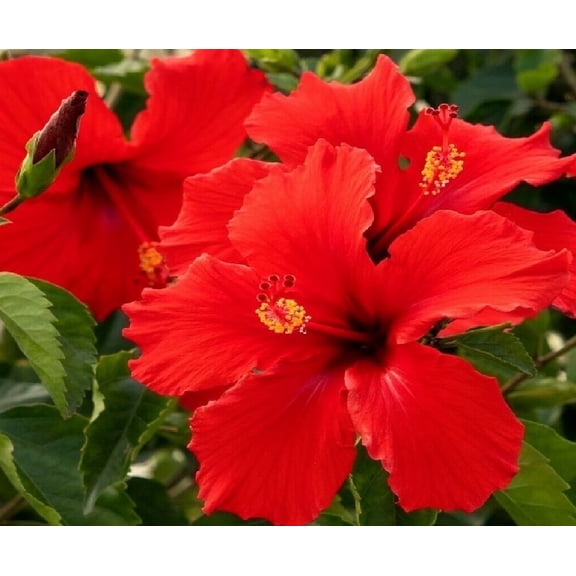 Kanoa Hawaii Red Hibiscus Live Plants in 4" Grower Pots (2 Count)