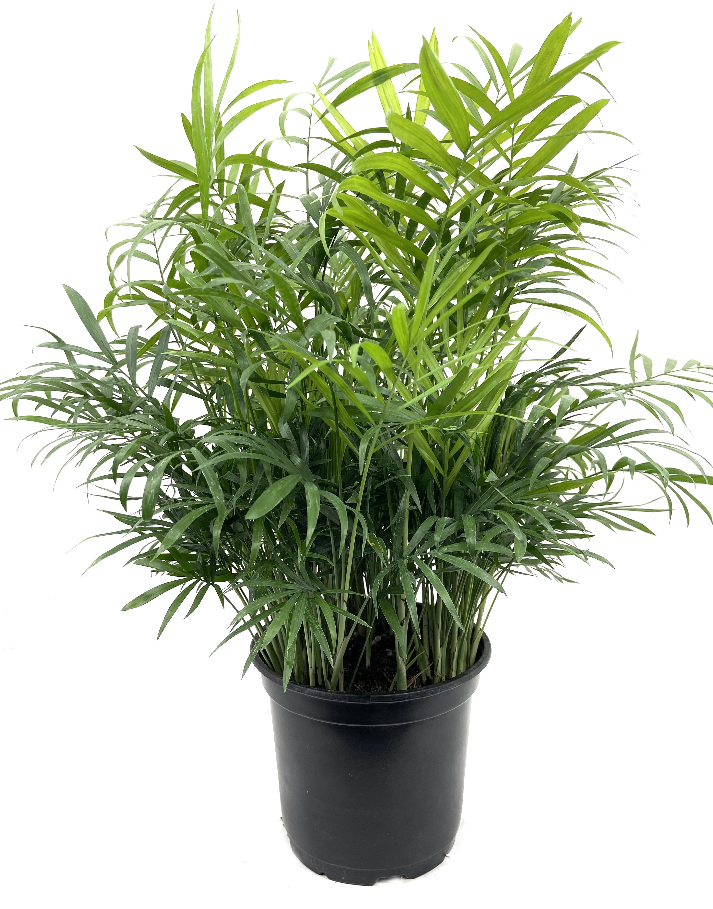 Wekiva Foliage - Neanthe Bella Parlor Palm - Live Plant in a 6 inch Pot - Chamaedorea Elegans Beautiful Clean Air Indoor - Walmart.com