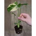 thumbnail image 3 of Thai Constellation Monstera Plant 4-6" Tall for Planting, Variegated Monstera Plant, Monstera Deliciosa, Rare Climbing Tropical Vine - Houseplant, 3 of 5